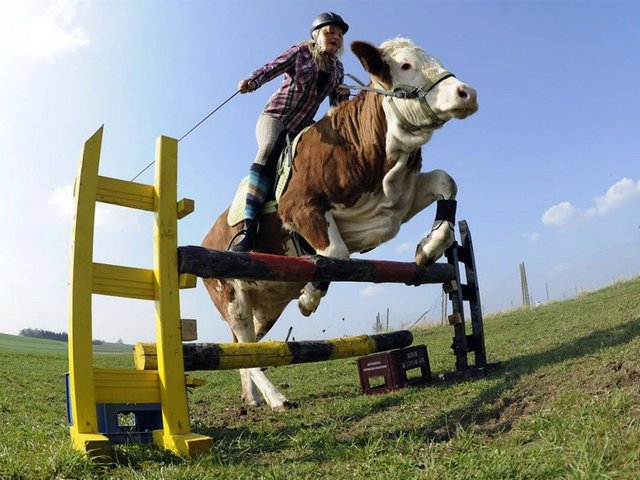 Статьи о коровах в Великих Луках | ЗооТом портал о животных