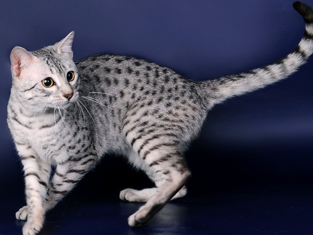 Породы кошек в Великих Луках | ЗооТом портал о животных