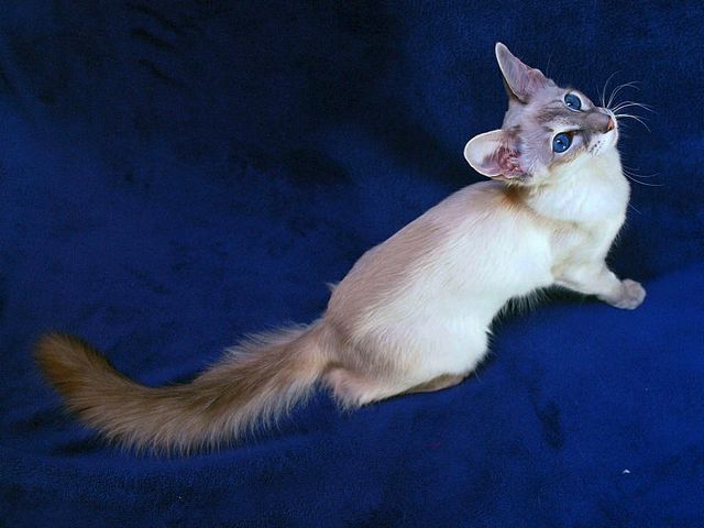 Выведенные породы кошек в Великих Луках | ЗооТом портал о животных