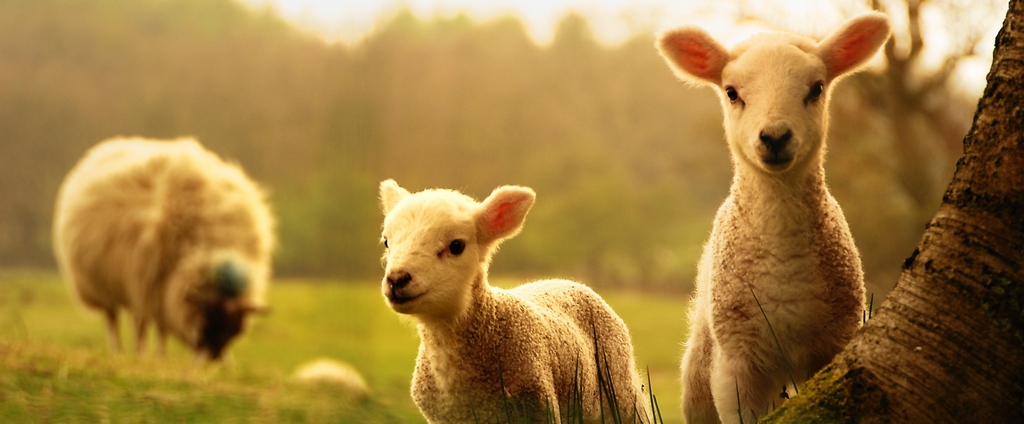 Объявления о сельскохозяйственных животных | ЗооТом - продажа, вязка и услуги для животных в Великих Луках