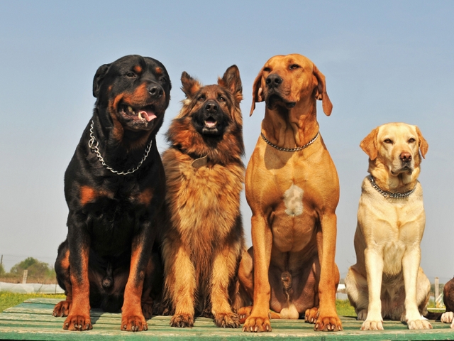 Крупные породы собак в Великих Луках | ЗооТом портал о животных