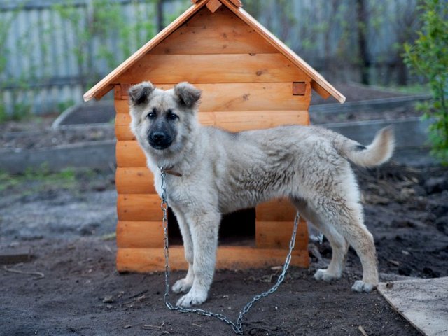 Все о собаках в Великих Луках